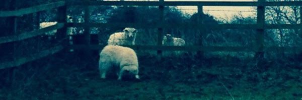sybiltherabbit's profile banner image