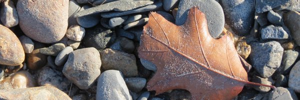 JillPiggott Profile Banner