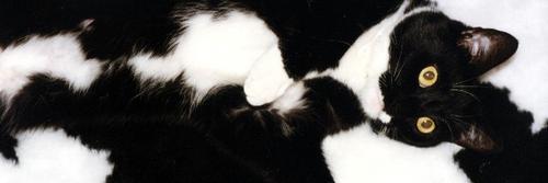 MootildaD's profile banner image