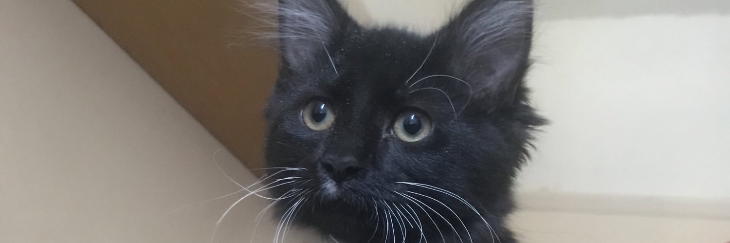 nafestakes's profile banner image