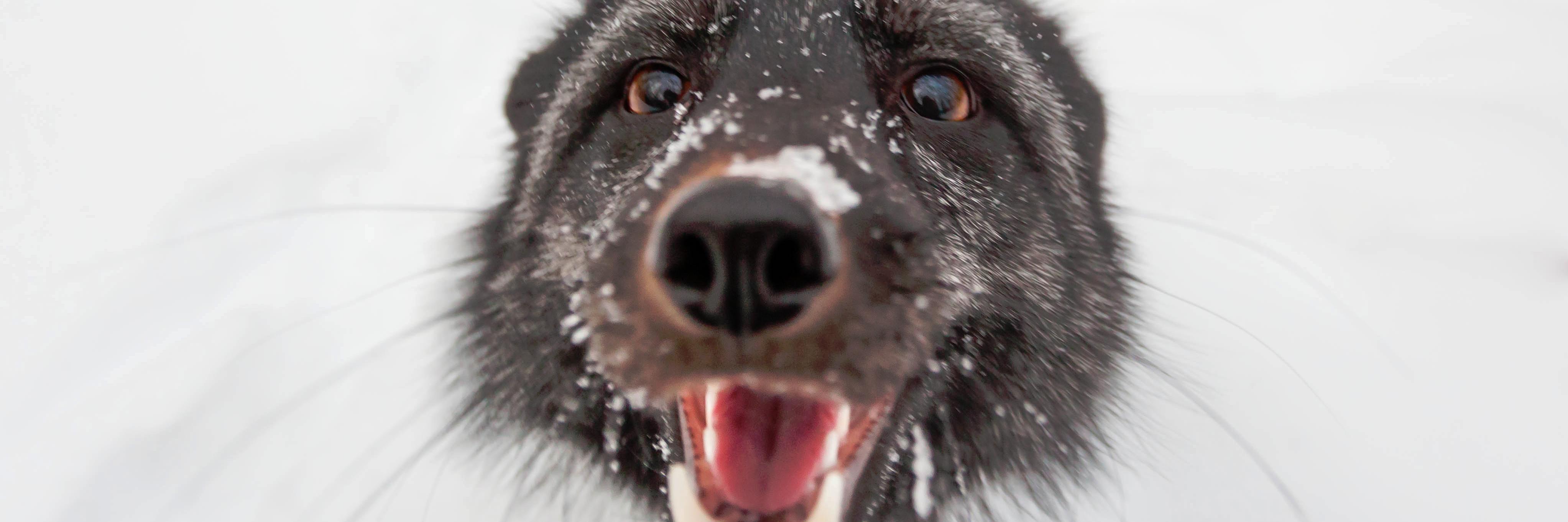 PetsFox's profile banner image
