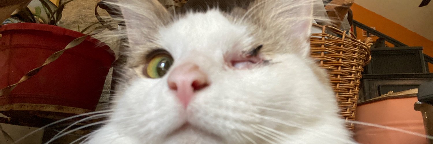 tzochie's profile banner image