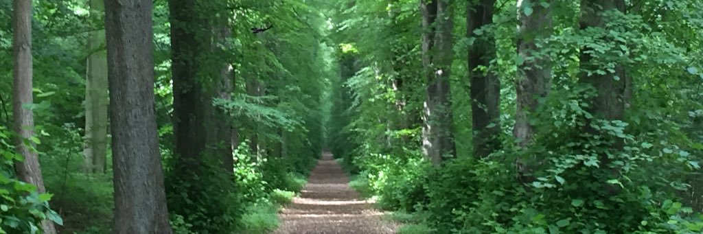 Bo Spellerberg banner