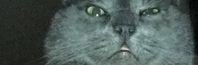 shamflam's profile banner image