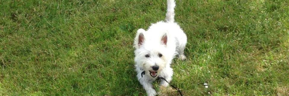 Daniel Thorup banner