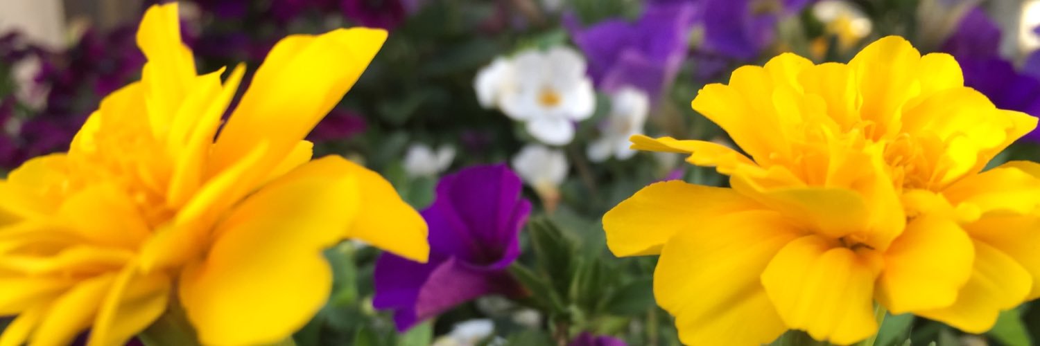 MamaMotl's profile banner image