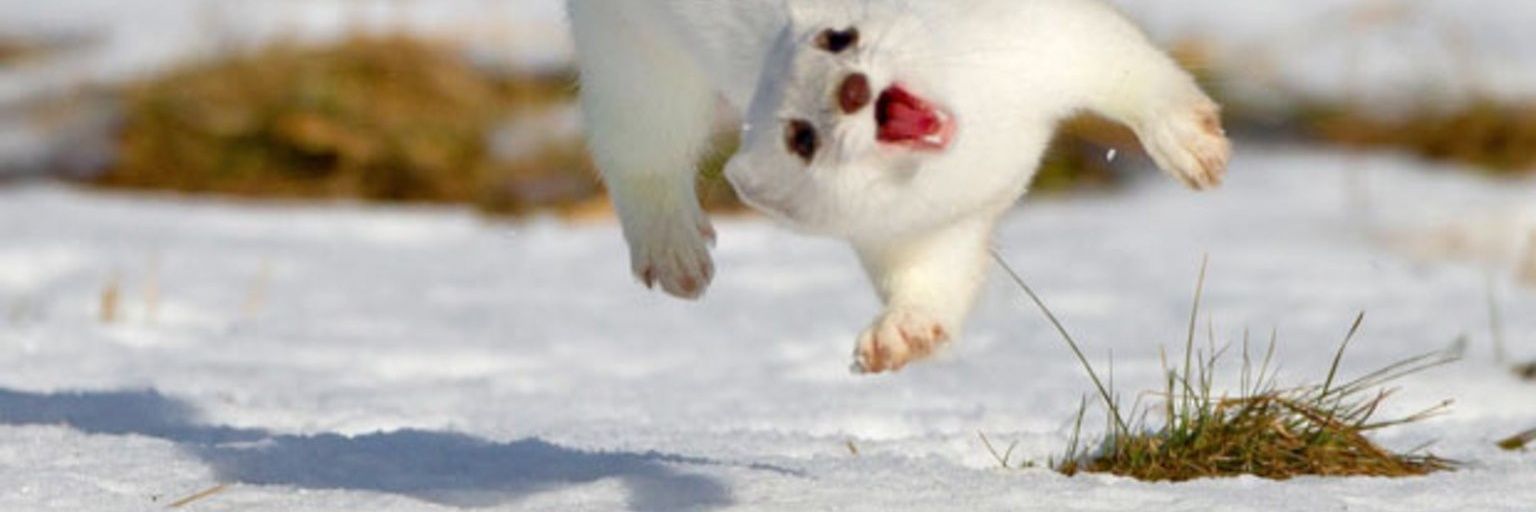 D Ⓐ F U 🏴 banner