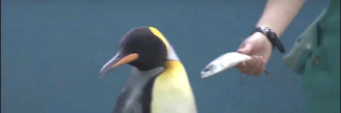 GazaThick234's profile banner image