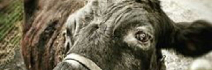 Juli_OhNotAgain's profile banner image
