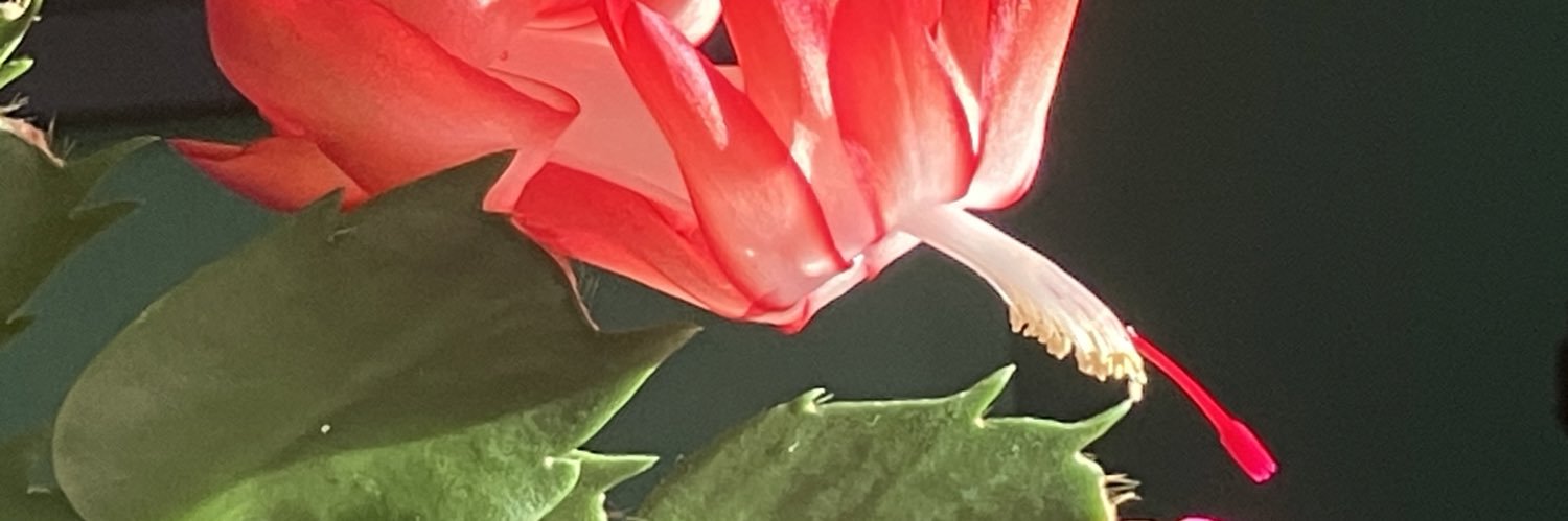 Maureen Boyle banner