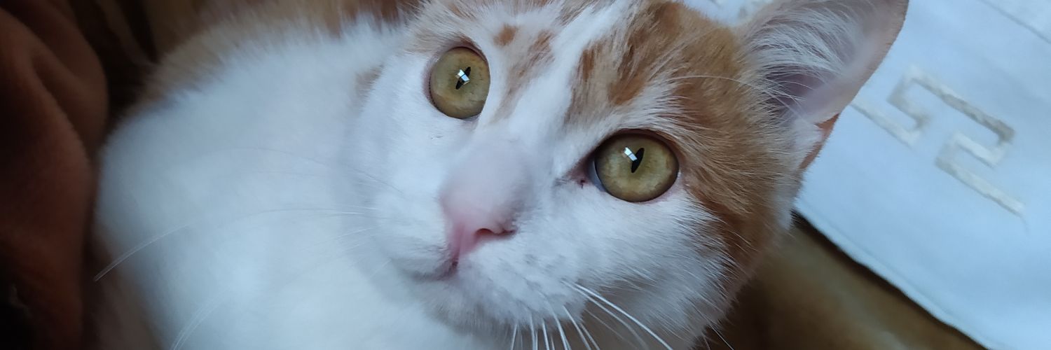 Tamara 🥂😈 🏍️🐢 🐱 banner