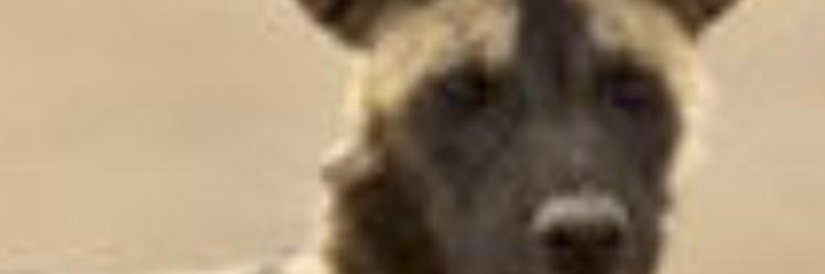 Trulykichopper's profile banner image