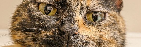 ktkdl Profile Banner