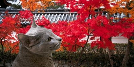MapleCat_87's profile banner image