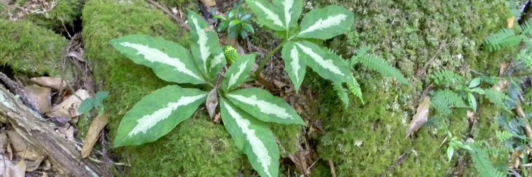 三角スケール banner