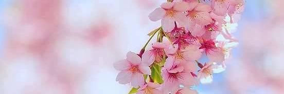 sahar__84's profile banner image