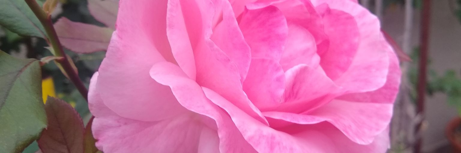 Andrea banner