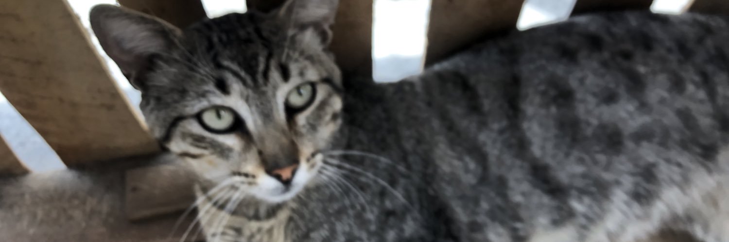 calyiscat's profile banner image