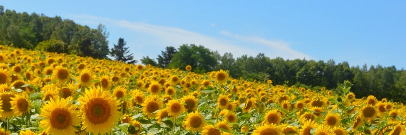 RotRk's profile banner image
