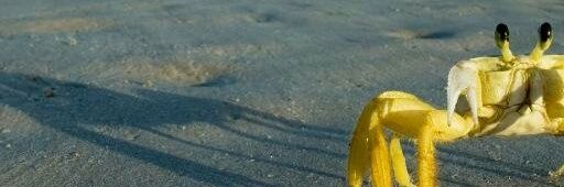 Bebo_Facts's profile banner image
