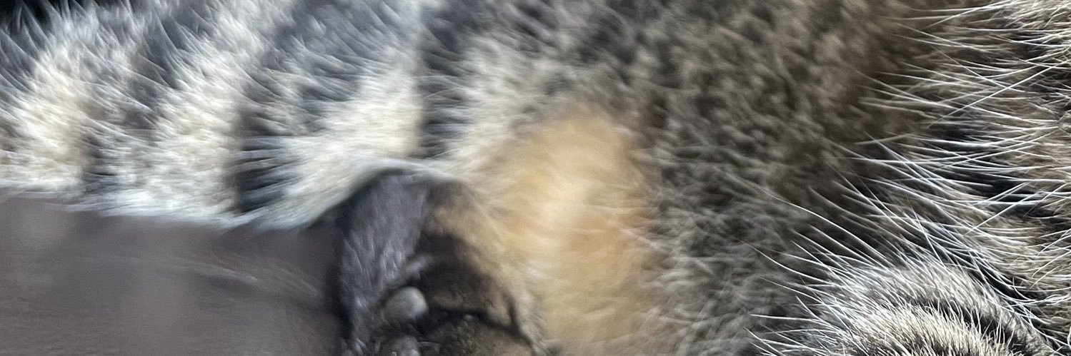 rrrrrrchi's profile banner image