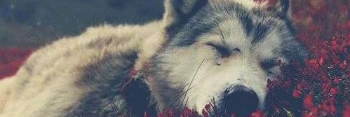 Isahi_LS's profile banner image