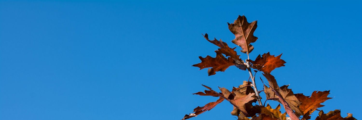 wedew_'s profile banner image