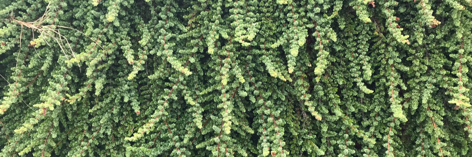 wstew1's profile banner image