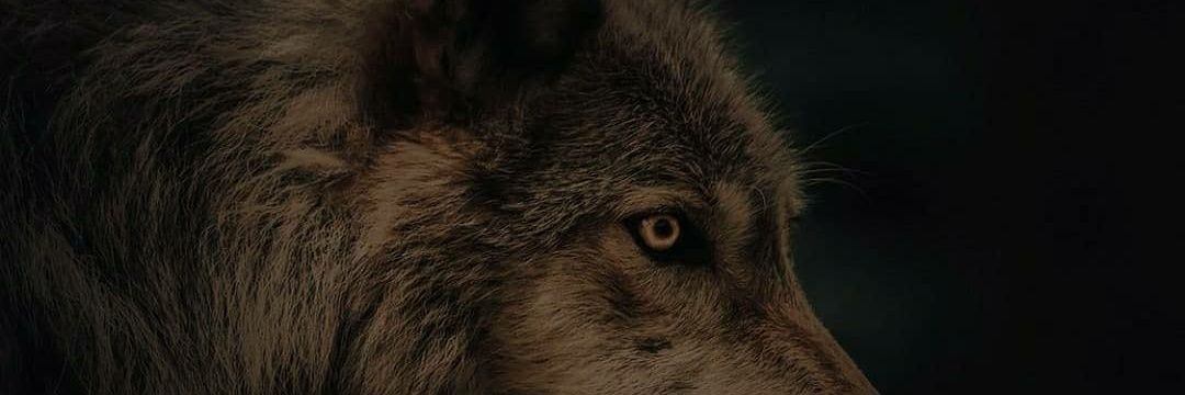 Sunofdamoon's profile banner image