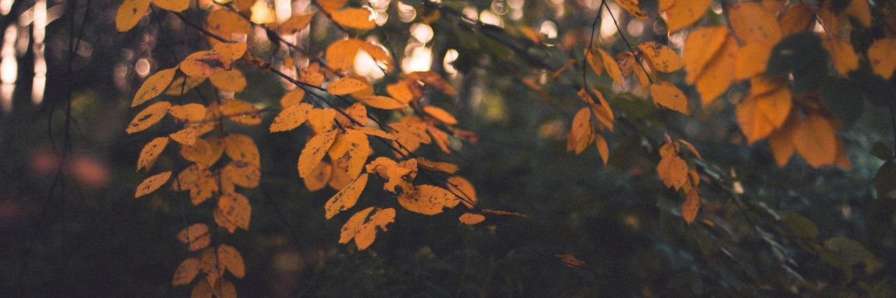courlie_'s profile banner image