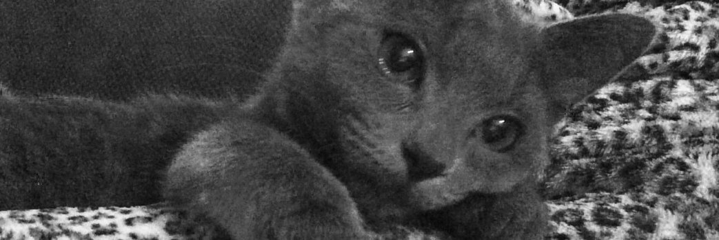 amanda_burow's profile banner image