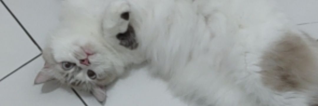 caffeineplease's profile banner image