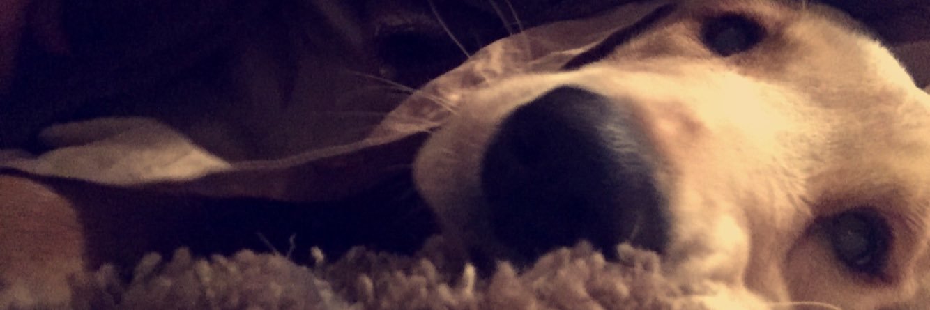 Samantha Guttin banner