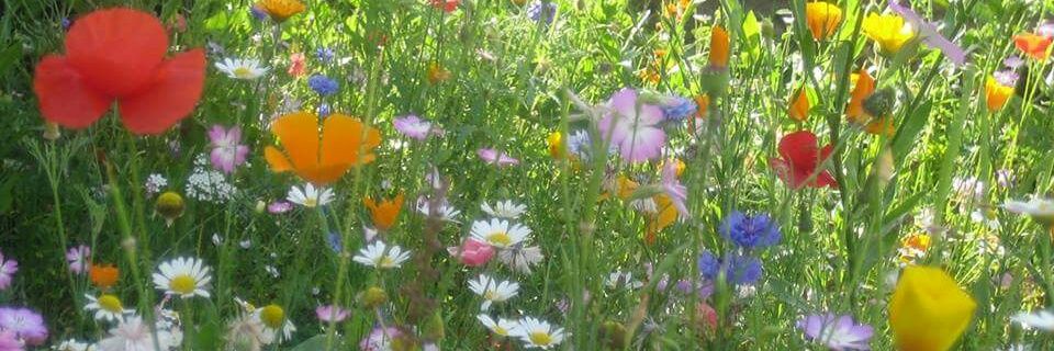 ExeterGreenSpaces banner