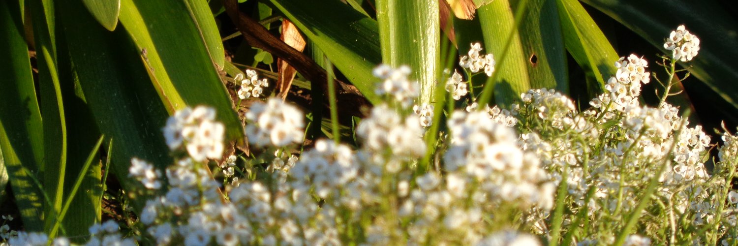 maca_29's profile banner image