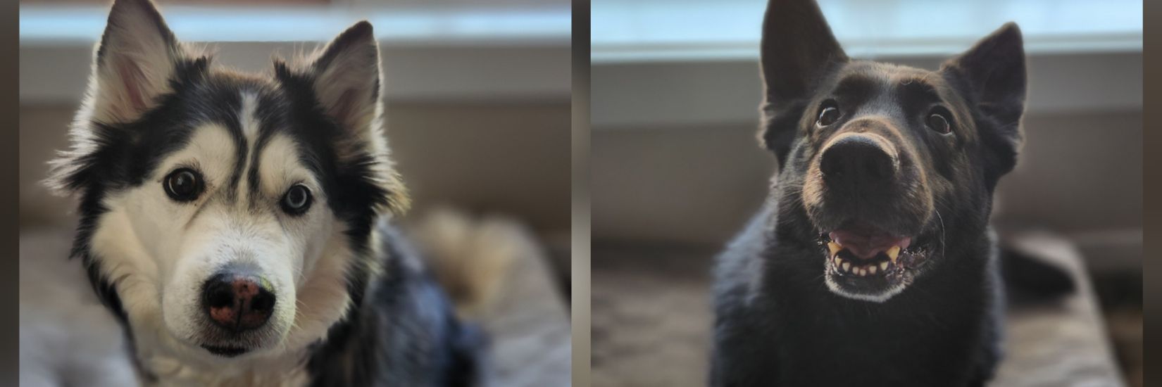 Stephie banner