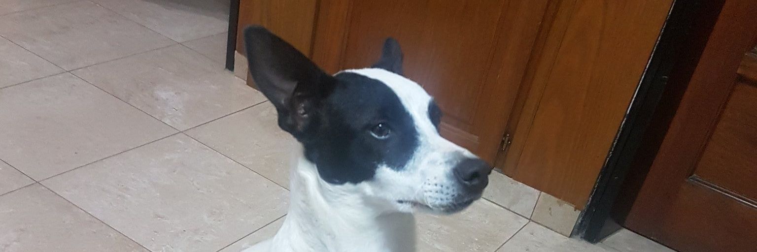 luchigrasso's profile banner image
