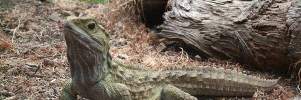 Kelemenopy Profile Banner