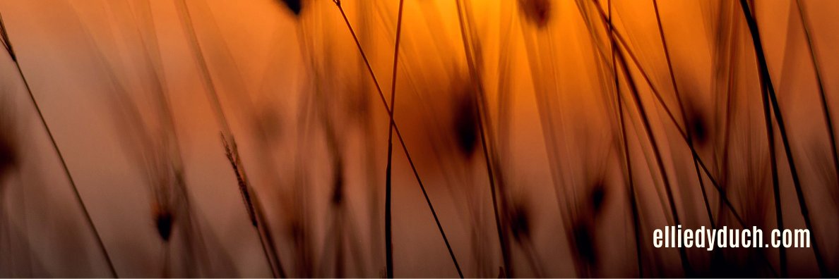 dy_ellie's profile banner image