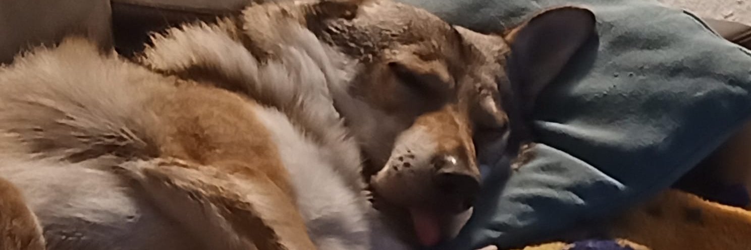 FidoFidogs's profile banner image