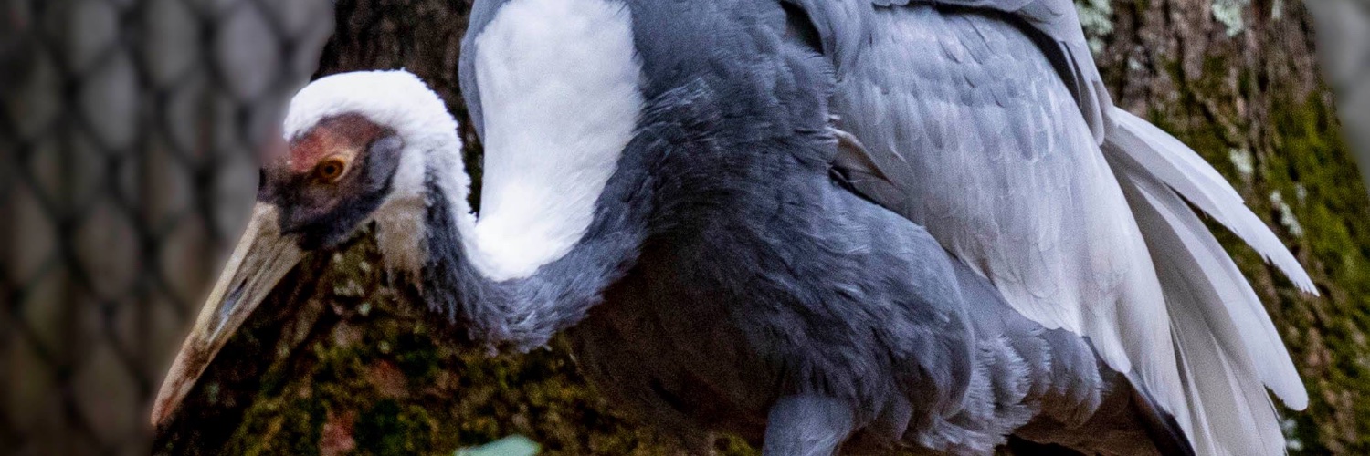 CTBZoo's profile banner image