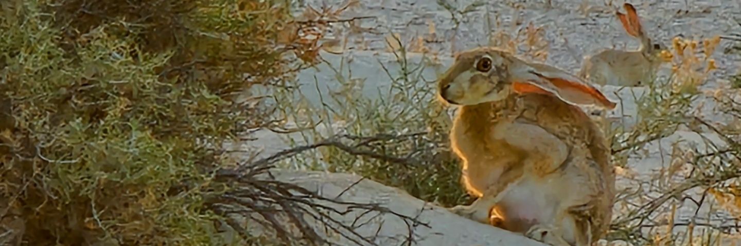 zv_0's profile banner image