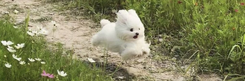 𝚋𝚛𝚒𝚝 𝚜𝚠𝚒𝚝𝚣 banner