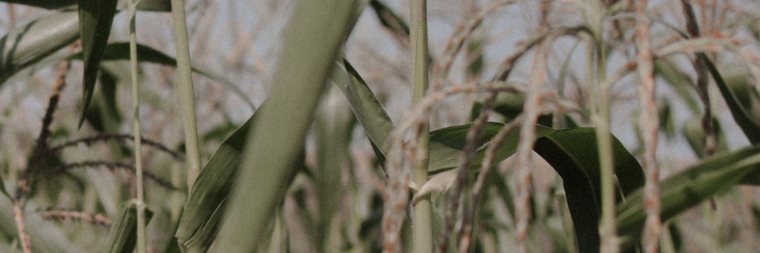 frozengarden_'s profile banner image