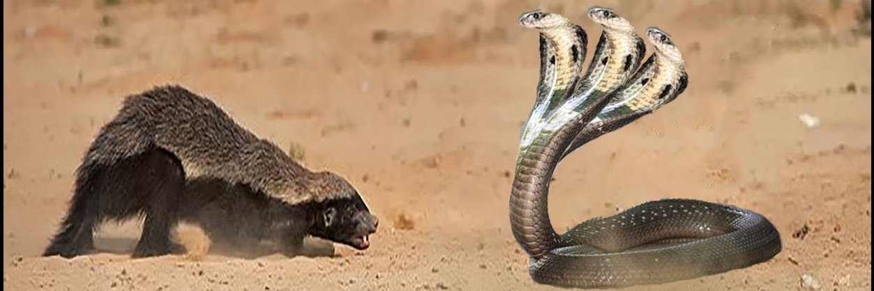 Rick Manteuffel ⚡∞/21M banner