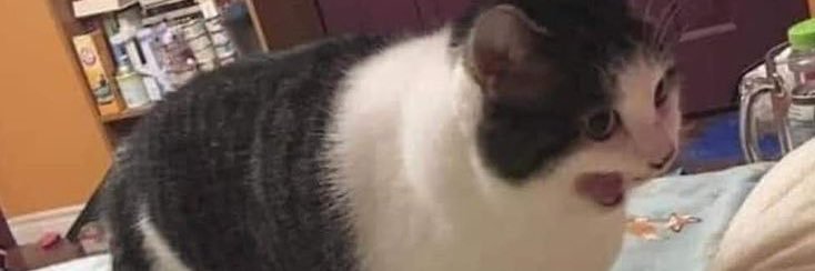 paushewan's profile banner image