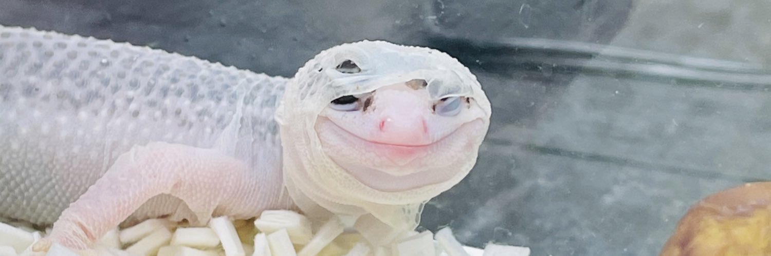 ringonbohachu's profile banner image