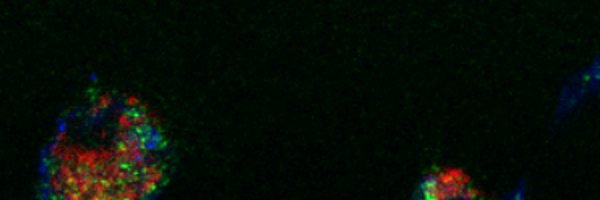 Fredtwee Profile Banner