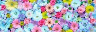 Rose_O919's profile banner image