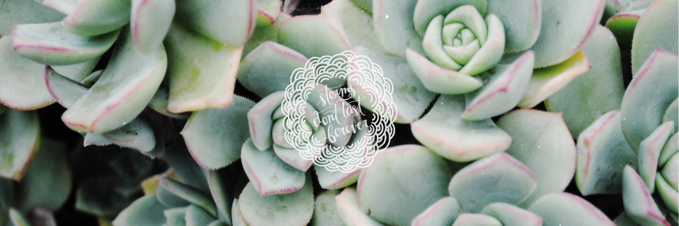 chillcacti's profile banner image